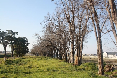Update: Historical gum trees poisoned
